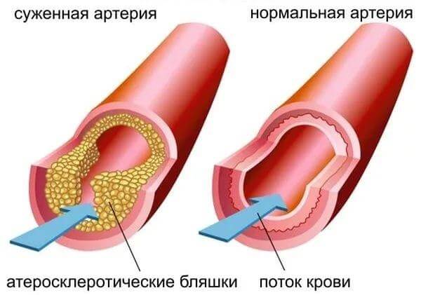 Функции холестерина