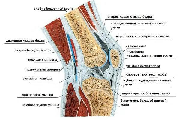 Изображение - Ушиб мягких тканей коленного сустава Shema-kolena